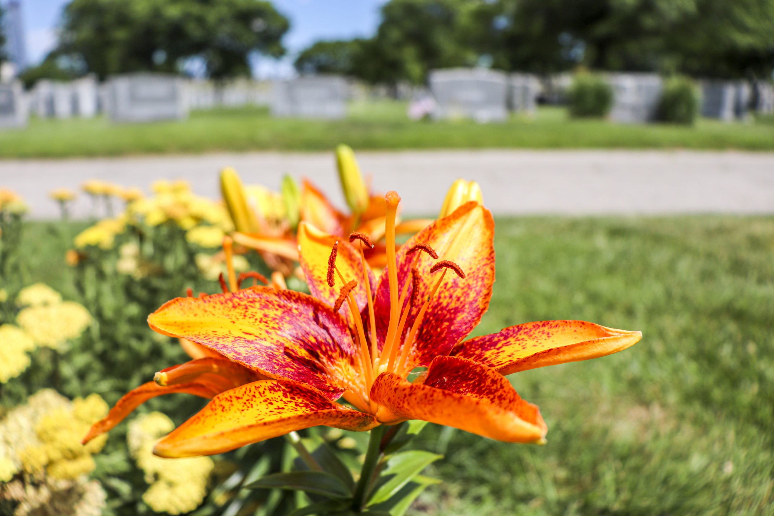 Bright orange flower
